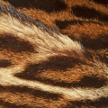 Nốt hương animalic