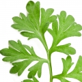 Ngải Artemisia