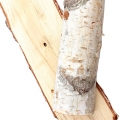 Bạch dương