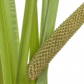 Xương bồ
