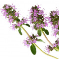 Xô thơm Clary Sage