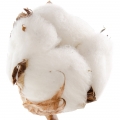Hoa cotton