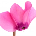 Hoa anh thảo Cyclamen