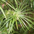 Dầu Cypriol / Nagarmotha
