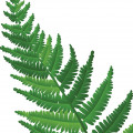 Dương xỉ