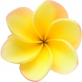 Hoa sứ