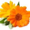 Cúc vạn thọ Pháp