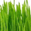 Cỏ xanh