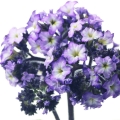 Hoa vòi voi Heliotrope