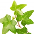 Thường xuân