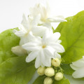 Hoa nhài