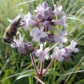 Jatamansi / Spikenard