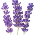 Oải hương
