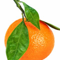 Quýt Mandarin