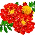 Cúc vạn thọ