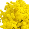 Hoa Mimosa