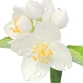 Hoa nhài giả