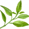 Lá cam đắng Petitgrain