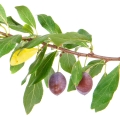 Cây mận