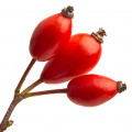 Quả tầm xuân