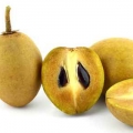 Hồng xiêm Sapodilla