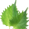 Lá tía tô Shiso
