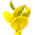 Kim tước Tây Ban Nha