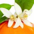 Hoa quýt Tangerine