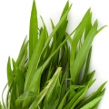 Ngải giấm Tarragon