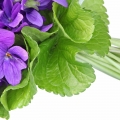 Lá violet