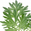 Ngải đắng Wormwood